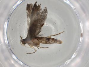  (gelMalaise01 Malaise9965 - BIOUG79534-G08)  @11 [ ] CreativeCommons - Attribution (2022) Centre for Biodiversity Genomics Centre for Biodiversity Genomics