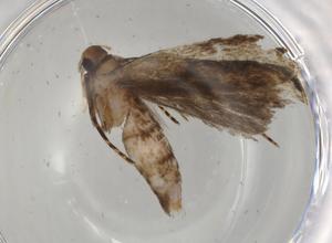  ( - BIOUG79534-H01)  @11 [ ] CreativeCommons - Attribution (2022) Centre for Biodiversity Genomics Centre for Biodiversity Genomics