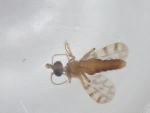  ( - BIOUG79825-A12)  @11 [ ] CreativeCommons - Attribution (2022) Centre for Biodiversity Genomics Centre for Biodiversity Genomics