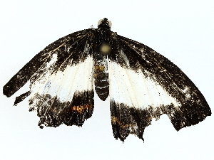  (rioMalaise01 - BIOUG85479-B04)  @11 [ ] CreativeCommons - Attribution (2022) CBG Photography Group Centre for Biodiversity Genomics