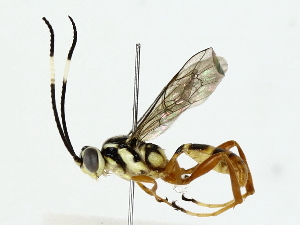  ( - BIOUG85481-D05)  @11 [ ] CreativeCommons - Attribution (2022) CBG Photography Group Centre for Biodiversity Genomics