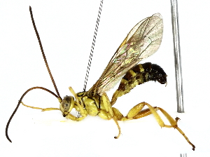  ( - BIOUG85489-G06)  @11 [ ] CreativeCommons - Attribution (2022) CBG Photography Group Centre for Biodiversity Genomics