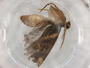  ( - BIOUG88622-B11)  @11 [ ] CreativeCommons - Attribution (2022) Centre for Biodiversity Genomics Centre for Biodiversity Genomics