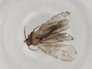  ( - BIOUG88622-C11)  @11 [ ] CreativeCommons - Attribution (2022) Centre for Biodiversity Genomics Centre for Biodiversity Genomics