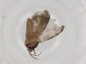  ( - BIOUG88627-E11)  @11 [ ] CreativeCommons - Attribution (2022) Centre for Biodiversity Genomics Centre for Biodiversity Genomics