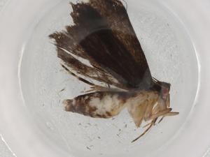  (gelMalaise01 Malaise3656 - BIOUG88704-E10)  @11 [ ] CreativeCommons - Attribution (2022) Centre for Biodiversity Genomics Centre for Biodiversity Genomics