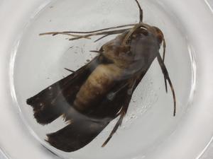  ( - BIOUG88738-B08)  @11 [ ] CreativeCommons - Attribution (2022) Centre for Biodiversity Genomics Centre for Biodiversity Genomics