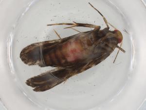  ( - BIOUG88738-F04)  @11 [ ] CreativeCommons - Attribution (2022) Centre for Biodiversity Genomics Centre for Biodiversity Genomics