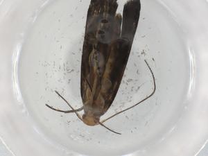  ( - BIOUG88738-F07)  @11 [ ] CreativeCommons - Attribution (2022) Centre for Biodiversity Genomics Centre for Biodiversity Genomics