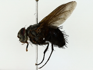  ( - BIOUG85469-A02)  @13 [ ] CreativeCommons - Attribution (2022) CBG Photography Group Centre for Biodiversity Genomics