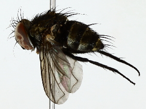  (Houghia bivittataDHJ01 - BIOUG85469-H09)  @11 [ ] CreativeCommons - Attribution (2022) CBG Photography Group Centre for Biodiversity Genomics