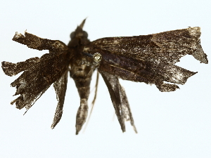  (Hypena Malaise3743 - BIOUG85491-C06)  @11 [ ] CreativeCommons - Attribution (2022) CBG Photography Group Centre for Biodiversity Genomics