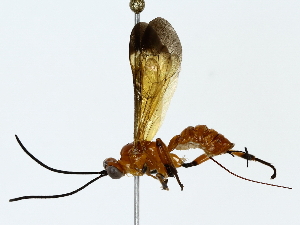  ( - BIOUG85493-C11)  @11 [ ] CreativeCommons - Attribution (2022) CBG Photography Group Centre for Biodiversity Genomics