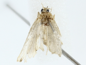  ( - BIOUG85509-D12)  @11 [ ] CreativeCommons - Attribution (2022) CBG Photography Group Centre for Biodiversity Genomics