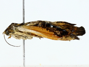  ( - BIOUG85512-A05)  @11 [ ] CreativeCommons - Attribution (2022) CBG Photography Group Centre for Biodiversity Genomics