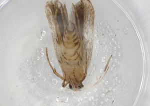  ( - BIOUG88749-A02)  @11 [ ] CreativeCommons - Attribution (2022) Centre for Biodiversity Genomics Centre for Biodiversity Genomics