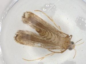  ( - BIOUG88749-C02)  @11 [ ] CreativeCommons - Attribution (2022) Centre for Biodiversity Genomics Centre for Biodiversity Genomics