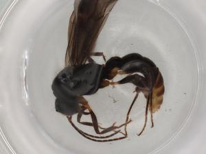  ( - BIOUG88752-A03)  @11 [ ] CreativeCommons - Attribution (2022) Centre for Biodiversity Genomics Centre for Biodiversity Genomics