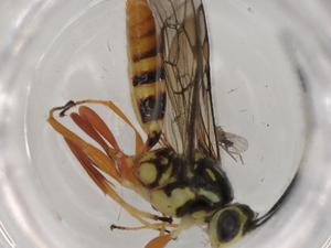  ( - BIOUG88752-G01)  @11 [ ] CreativeCommons - Attribution (2022) Centre for Biodiversity Genomics Centre for Biodiversity Genomics