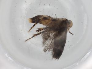  (Symmetrischema Malaise2682 - BIOUG89787-E07)  @11 [ ] CreativeCommons - Attribution (2022) Centre for Biodiversity Genomics Centre for Biodiversity Genomics