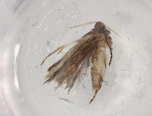  ( - BIOUG89816-G05)  @11 [ ] CreativeCommons - Attribution (2022) Centre for Biodiversity Genomics Centre for Biodiversity Genomics