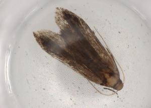  ( - BIOUG90242-C11)  @11 [ ] CreativeCommons - Attribution (2022) Centre for Biodiversity Genomics Centre for Biodiversity Genomics