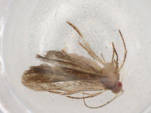  ( - BIOUG90242-F11)  @11 [ ] CreativeCommons - Attribution (2022) Centre for Biodiversity Genomics Centre for Biodiversity Genomics