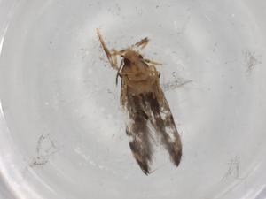  ( - BIOUG90288-E04)  @11 [ ] CreativeCommons - Attribution (2022) Centre for Biodiversity Genomics Centre for Biodiversity Genomics