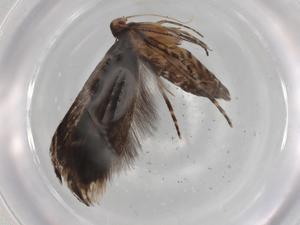  ( - BIOUG90288-E09)  @11 [ ] CreativeCommons - Attribution (2022) Centre for Biodiversity Genomics Centre for Biodiversity Genomics