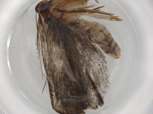  (geleBioLep01 BioLep7038 - BIOUG90327-A06)  @11 [ ] CreativeCommons - Attribution (2022) Centre for Biodiversity Genomics Centre for Biodiversity Genomics