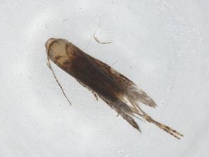  ( - BIOUG90327-F09)  @11 [ ] CreativeCommons - Attribution (2022) Centre for Biodiversity Genomics Centre for Biodiversity Genomics