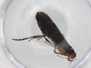  ( - BIOUG90454-C07)  @11 [ ] CreativeCommons - Attribution (2022) Centre for Biodiversity Genomics Centre for Biodiversity Genomics