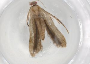  ( - BIOUG90454-F11)  @11 [ ] CreativeCommons - Attribution (2022) Centre for Biodiversity Genomics Centre for Biodiversity Genomics