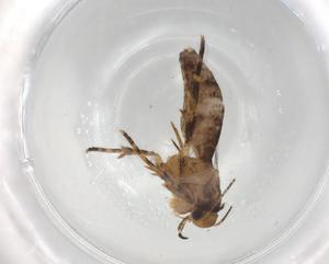  (Symmetrischema Malaise6783 - BIOUG90454-F12)  @11 [ ] CreativeCommons - Attribution (2022) Centre for Biodiversity Genomics Centre for Biodiversity Genomics