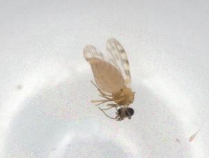  ( - BIOUG90470-B03)  @11 [ ] CreativeCommons - Attribution (2022) Centre for Biodiversity Genomics Centre for Biodiversity Genomics