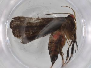  ( - BIOUG90474-E04)  @11 [ ] CreativeCommons - Attribution (2022) Centre for Biodiversity Genomics Centre for Biodiversity Genomics