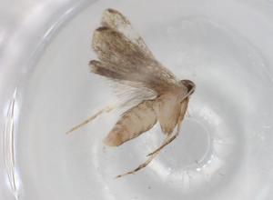  ( - BIOUG90474-E10)  @11 [ ] CreativeCommons - Attribution (2022) Centre for Biodiversity Genomics Centre for Biodiversity Genomics