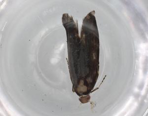  ( - BIOUG90474-G01)  @11 [ ] CreativeCommons - Attribution (2022) Centre for Biodiversity Genomics Centre for Biodiversity Genomics