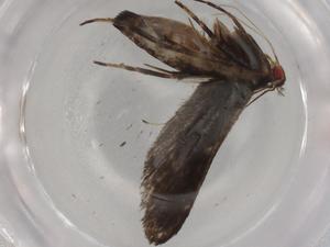  ( - BIOUG90480-G11)  @11 [ ] CreativeCommons - Attribution (2022) Centre for Biodiversity Genomics Centre for Biodiversity Genomics