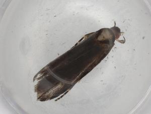  ( - BIOUG90481-A10)  @11 [ ] CreativeCommons - Attribution (2022) Centre for Biodiversity Genomics Centre for Biodiversity Genomics