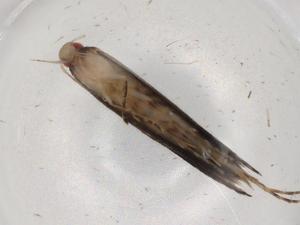  ( - BIOUG90538-B09)  @11 [ ] CreativeCommons - Attribution (2022) Centre for Biodiversity Genomics Centre for Biodiversity Genomics