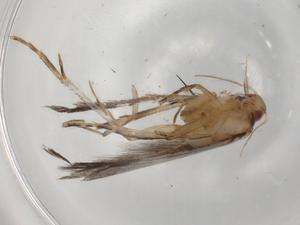  ( - BIOUG90538-H05)  @11 [ ] CreativeCommons - Attribution (2022) Centre for Biodiversity Genomics Centre for Biodiversity Genomics