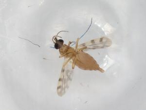  ( - BIOUG90553-G05)  @11 [ ] CreativeCommons - Attribution (2022) Centre for Biodiversity Genomics Centre for Biodiversity Genomics