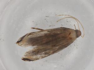  ( - BIOUG90787-D06)  @11 [ ] CreativeCommons - Attribution (2022) Centre for Biodiversity Genomics Centre for Biodiversity Genomics