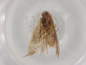  ( - BIOUG90787-F05)  @11 [ ] CreativeCommons - Attribution (2022) Centre for Biodiversity Genomics Centre for Biodiversity Genomics