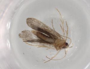  ( - BIOUG90787-F06)  @11 [ ] CreativeCommons - Attribution (2022) Centre for Biodiversity Genomics Centre for Biodiversity Genomics