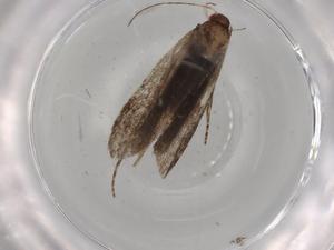  ( - BIOUG90787-H01)  @11 [ ] CreativeCommons - Attribution (2022) Centre for Biodiversity Genomics Centre for Biodiversity Genomics