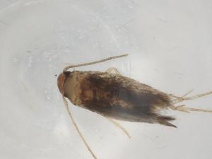  ( - BIOUG90788-A12)  @11 [ ] CreativeCommons - Attribution (2022) Centre for Biodiversity Genomics Centre for Biodiversity Genomics