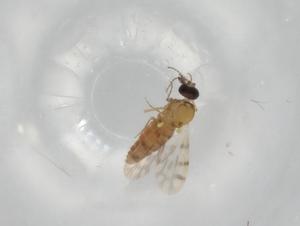  ( - BIOUG90959-E11)  @11 [ ] CreativeCommons - Attribution (2022) Centre for Biodiversity Genomics Centre for Biodiversity Genomics