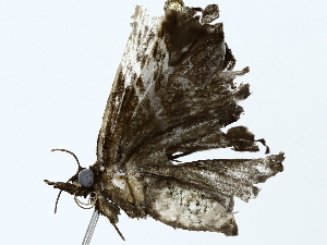  ( - BIOUG85495-A09)  @11 [ ] CreativeCommons - Attribution (2022) CBG Photography Group Centre for Biodiversity Genomics